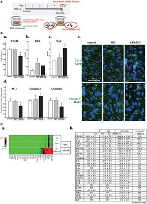 Activated Microglia Disrupt the Blood-Brain Barrier and Induce Chemokines and Cytokines in a Rat in vitro Model